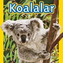 Photo of National Geographic Kids -Koalalar Pdf indir
